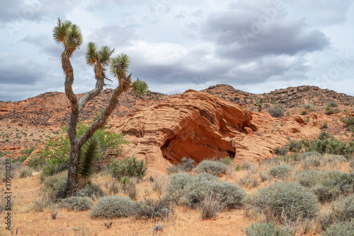 USA, Nevada, Clark County, Gold Butte National Monument. Jaeger's Joshua Tree (Yucca jaegeriana) next to a red sandstone rock formation at Mud Hills