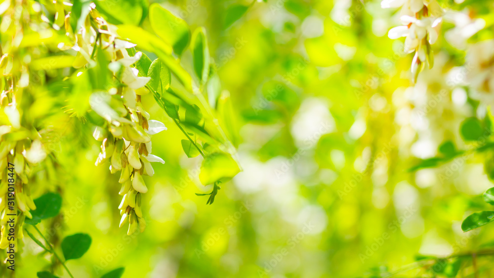 White blooming acacia. Floral spring background. Flowering branches with white flowers of Robinia pseudoacacia (Black Locust, False Acacia). Copy space White blooming acacia. Floral spring background. Flowering branches with white flowers of Robinia pseudoacacia (Black Locust, False Acacia). Copy space
