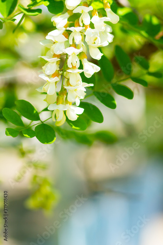 White blooming acacia. Floral spring background. Flowering branches with white flowers of Robinia pseudoacacia (Black Locust, False Acacia). Copy space