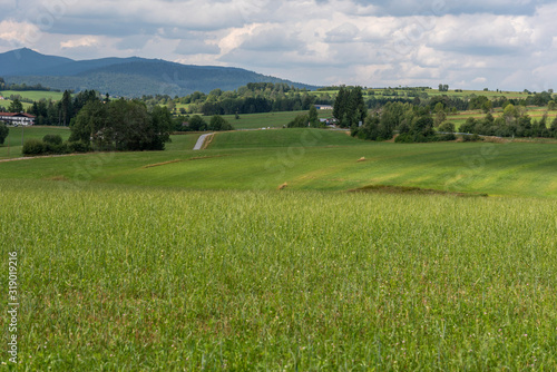 green field and blue sky, forest in the background