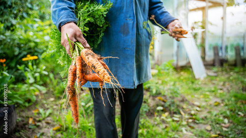 Fresh organic carrots in farmers hands. Harvesting carrots. Healthy food.