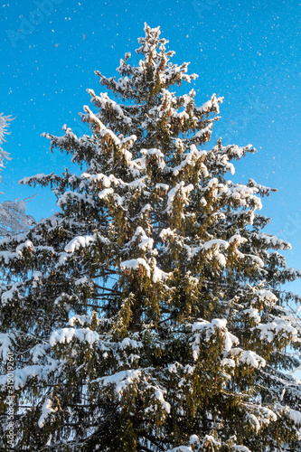Large Pine Tree in Snow