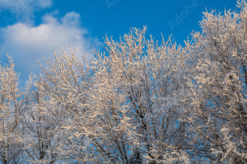 Snow Covered Trees