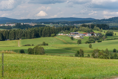 green field and blue sky, forest in the background