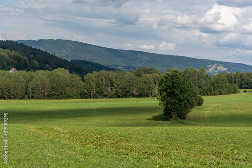 green field and blue sky, forest in the background © precinbe