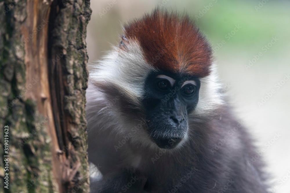 Obraz premium Vervet monkey. Chlorocebus pygerythrus on tree