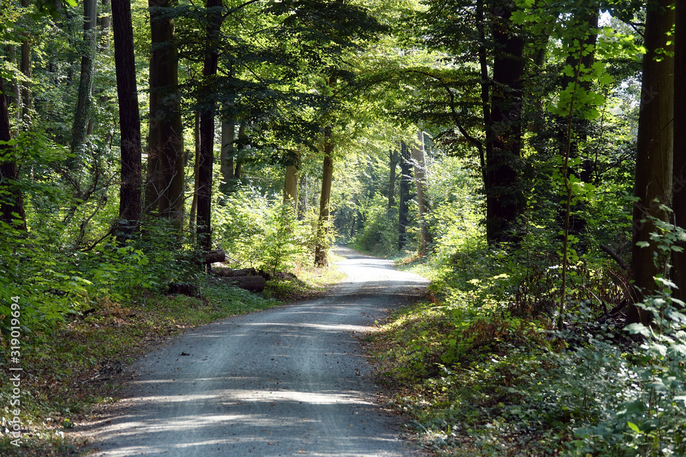 Fototapeta premium Waldweg