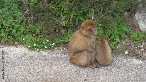 Barbary Macaque mother and child in the wild on a hill in the tourist area of Gibraltar