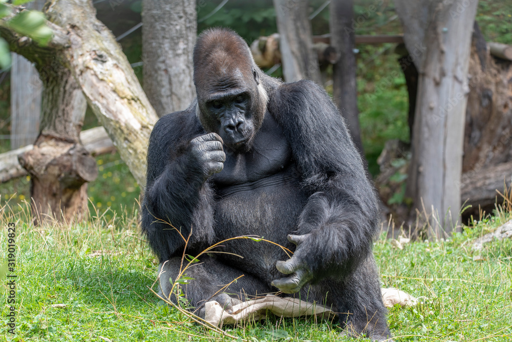 Western lowland gorilla (Gorilla gorilla gorilla), adult, captive Western lowland gorilla (Gorilla gorilla gorilla), adult, captive