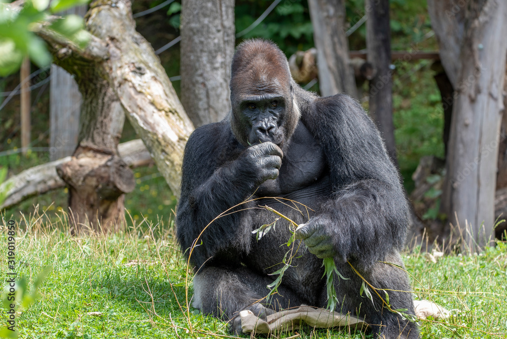 Western lowland gorilla (Gorilla gorilla gorilla), adult, captive Western lowland gorilla (Gorilla gorilla gorilla), adult, captive
