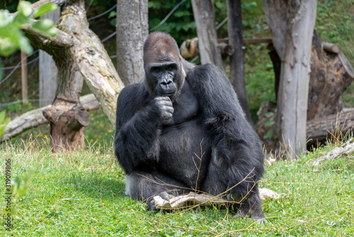 Fotografia Western lowland gorilla (Gorilla gorilla gorilla), adult, captive