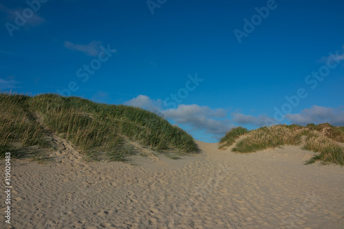 beautiful dunes image with beach grass  dune background  holiday feeling