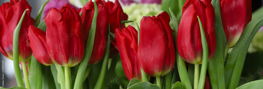 Stunning cherry red tulips for banner Stunning cherry red tulips for banner