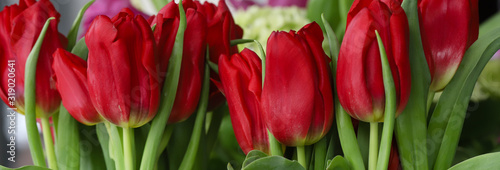 Stunning cherry red tulips for banner