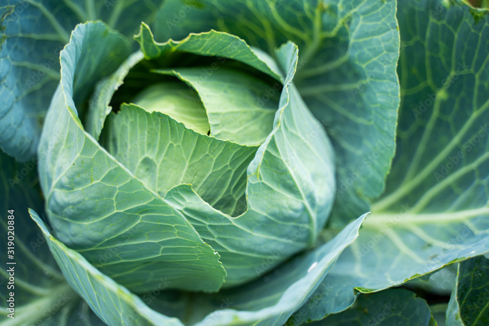 Fresh green head of cabbage Fresh green head of cabbage