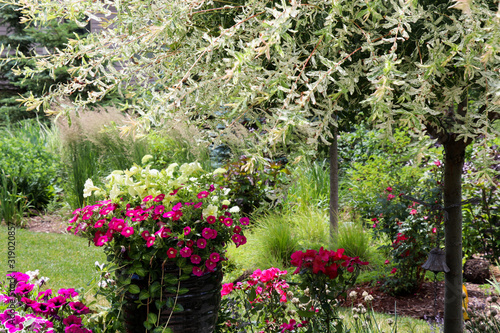 Fototapeta Naklejka Na Ścianę i Meble -  A variegated Japanese ornamental willow tree shades  Fuchsia Million Bells, calibrachoa, lime petunias and red knock out roses as Karl Forester reed grasses sway in the background