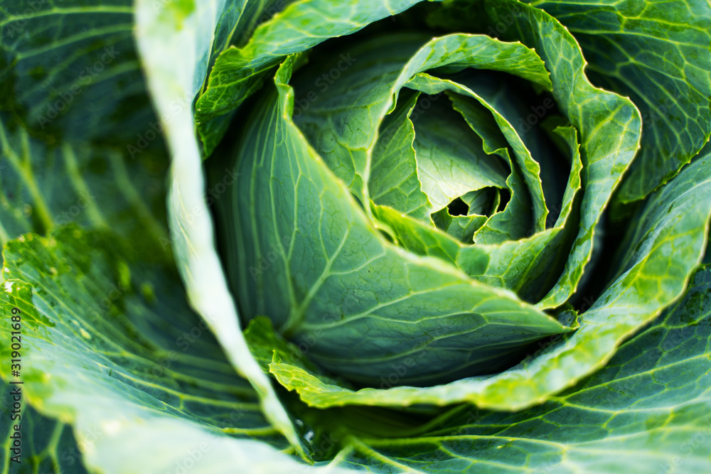 Fototapeta premium Fresh green head of cabbage. Vegetable growing concept. Plant cultivation background