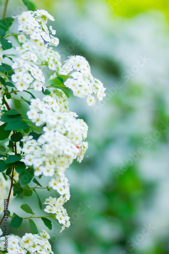 Branch of white Spiraea. Springtime blossom concept. Spring blooming shrub with many white flowers - Spirea (Spiraea cantoniensis). Copy space