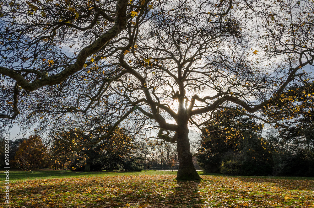 Fototapeta premium Tree silhouette and its dry branches with some leaves during a sunny and bright morning