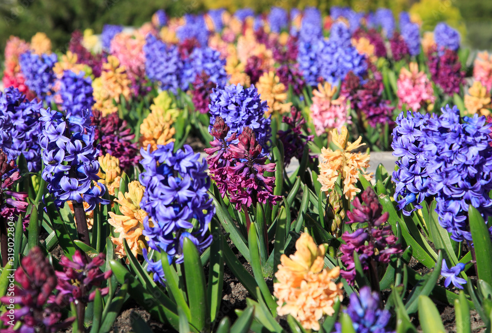 Fototapeta premium blooming hyacinths in the garden
