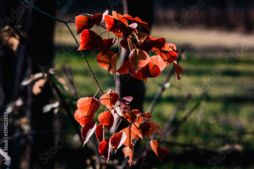 Red Leaves Flowers in the Garden