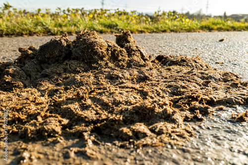 Horse dung flattened on the road