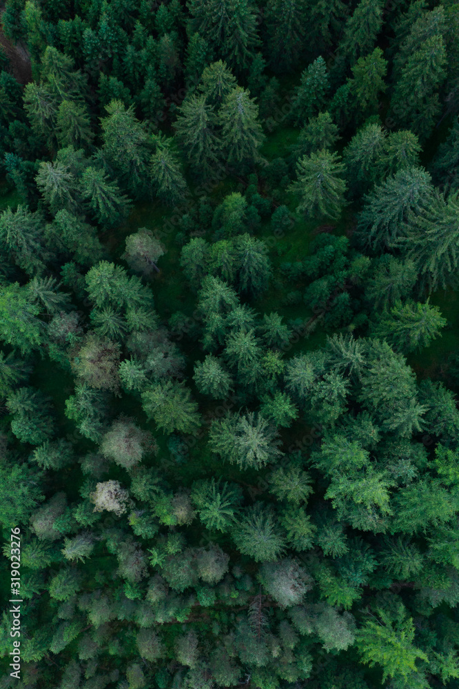 Texture of forest view from above, Aerial top view forest, Panoramic photo over the tops of pine forest