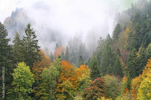 Nebelim herbstlichen Schwarzwald