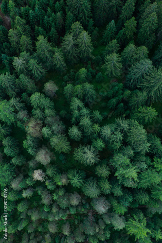 Texture of forest view from above, Aerial top view forest, Panoramic photo over the tops of pine forest