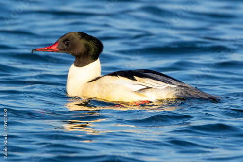 Nurogś Mergus merganser