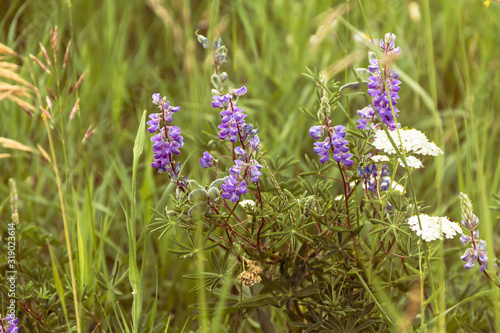 Lupine flowers growing in the wild on Mt Werner in Steamboat Springs