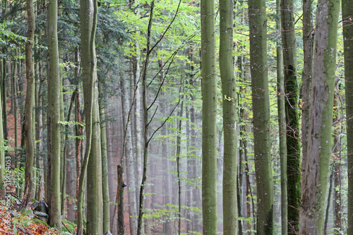 Mischwald nach Sommerregen