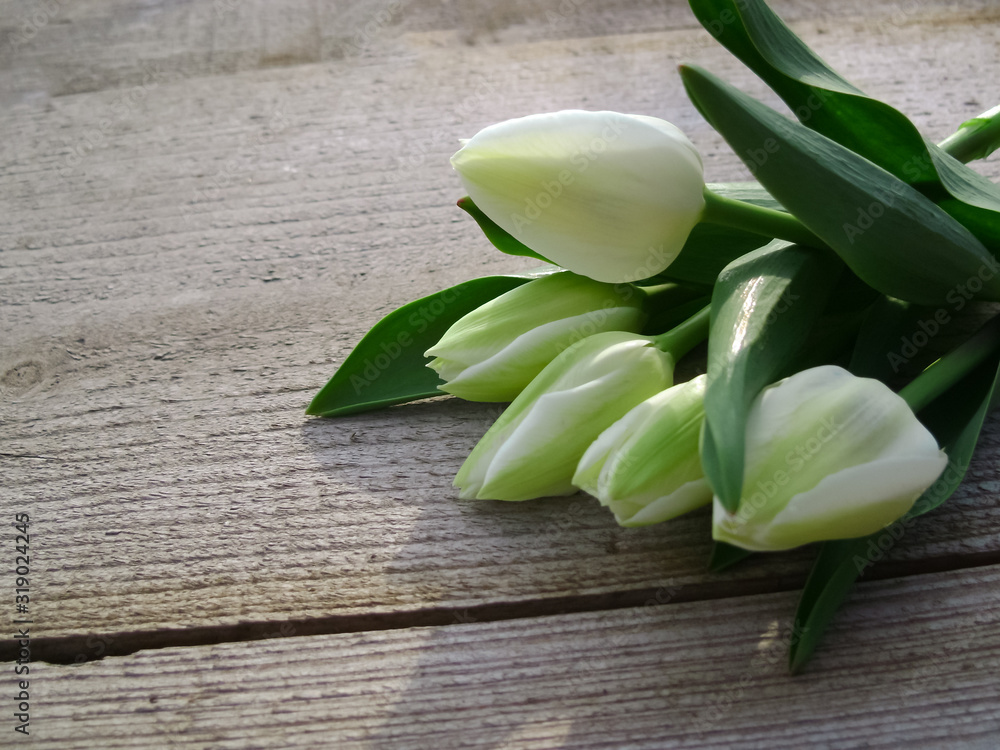 Spring background with white tulips on wooden background with space for message. Mother's Day background. Top view. Valentines Day background. Spring background with white tulips on wooden background with space for message. Mother's Day background. Top view. Valentines Day background.