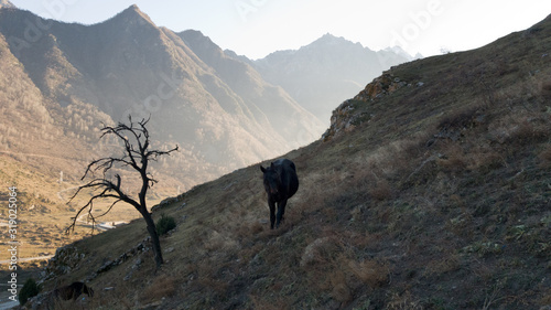 Black horse in the highlands against the background of sunset and haze. Travel to Kabardino-Balkaria