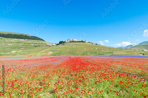 Fields colored by the flowering of lentils at Castelluccio of Norcia