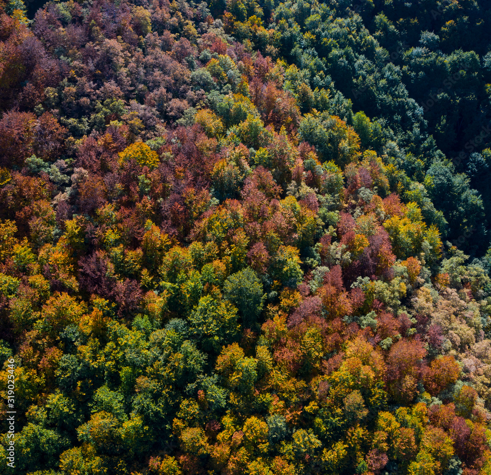 Forest in autumn in the Tobía River Valley,  La Rioja, Spain, Europe