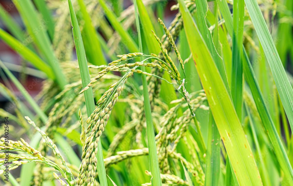 close view at ripped rice seed. gold yellow color rice in a wet paddy at Bali close view at ripped rice seed. gold yellow color rice in a wet paddy at Bali