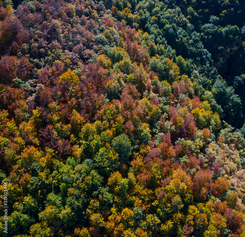 Forest in autumn in the Tobía River Valley, La Rioja, Spain, Europe