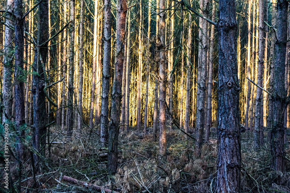 Obraz premium forest in autumn