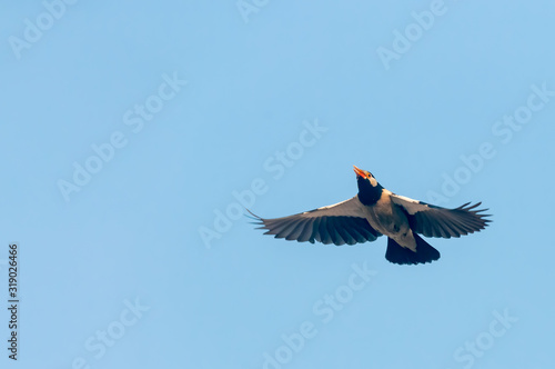 Pied starling flying in the blue sky © syedfabbas