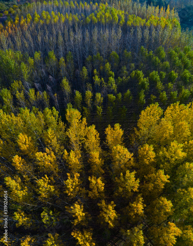 Fototapeta Naklejka Na Ścianę i Meble -  Poplar plantation with fall colors, Bobadilla, La Rioja, Spain, Europe