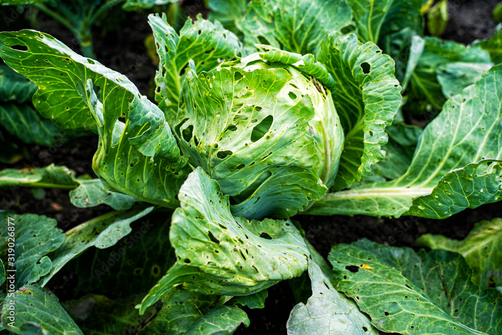Leaves of cabbage boiled up are damaged by parasites. Harvest destruction by cabbage cabbage worm Leaves of cabbage boiled up are damaged by parasites. Harvest destruction by cabbage cabbage worm