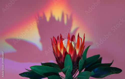 Blooming Pink Protea Plant over pastel background. Valentine's Day gift