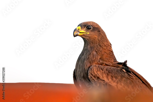 Bild auf Leinwand A close portrait of black kite in golden light