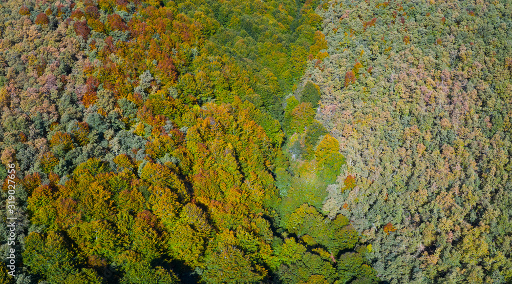 Forest in autumn in the Tobía River Valley, La Rioja, Spain, Europe Forest in autumn in the Tobía River Valley, La Rioja, Spain, Europe