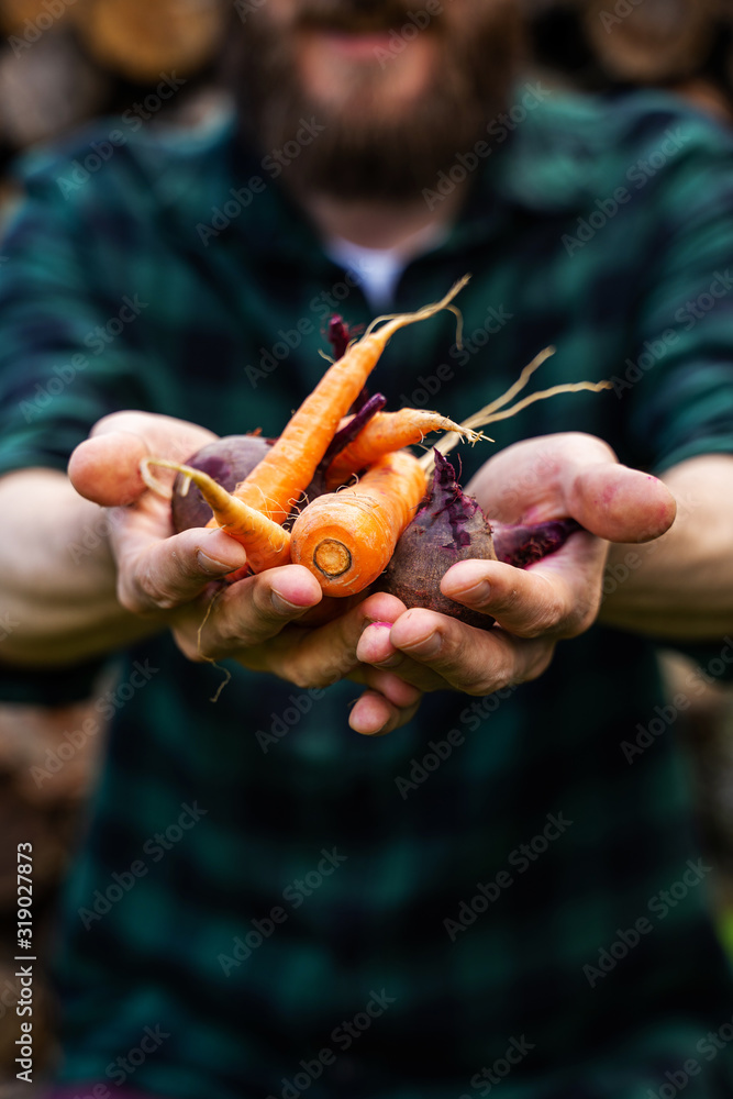 Carrots and beets in the man farmer hands in a green plaid shirt Carrots and beets in the man farmer hands in a green plaid shirt