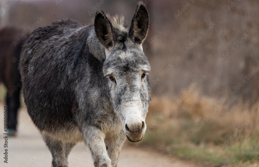 Grey donkey on the street somwhere in Romania Grey donkey on the street somwhere in Romania