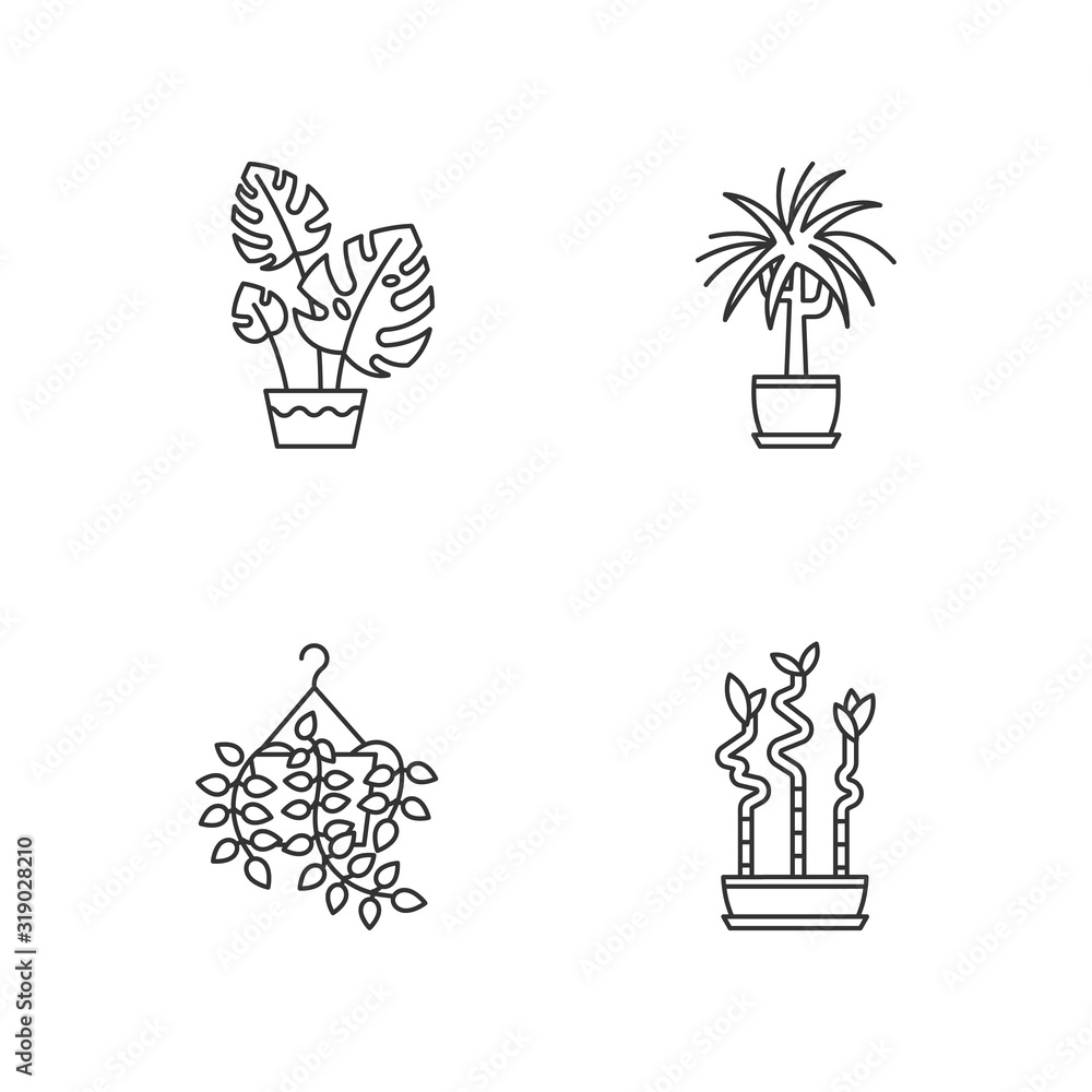 Domesticated plants pixel perfect linear icons set. Houseplants. Pothos, dracaena. Monstera, bamboo. Customizable thin line contour symbols. Isolated vector outline illustrations. Editable stroke Domesticated plants pixel perfect linear icons set. Houseplants. Pothos, dracaena. Monstera, bamboo. Customizable thin line contour symbols. Isolated vector outline illustrations. Editable stroke