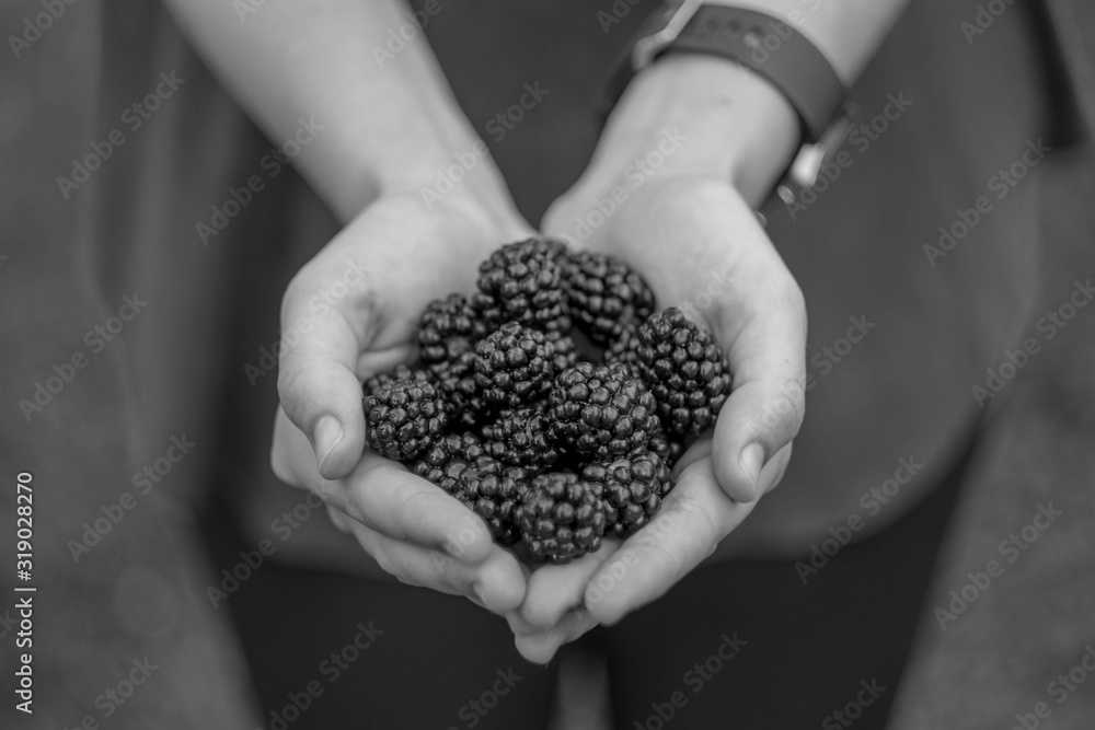 black and white blackberries in hands black and white blackberries in hands