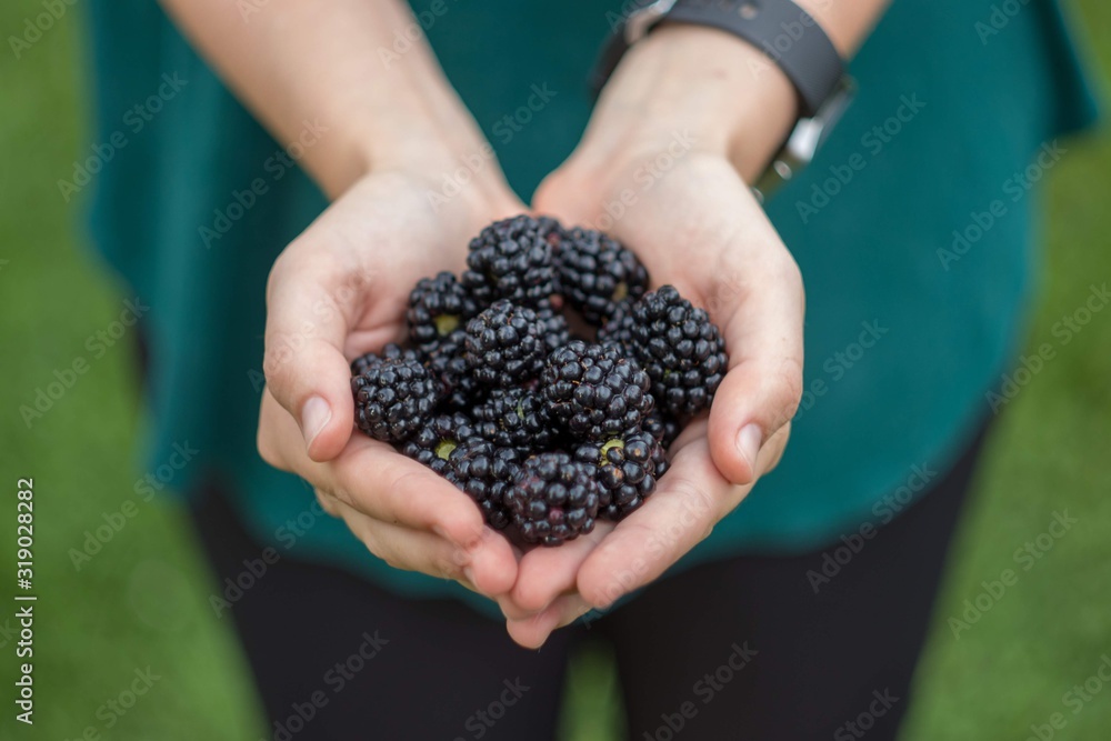 blackberries in hands blackberries in hands